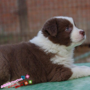 家养双血统赛级咖啡边境牧羊犬幼犬活体宠物狗全到位包纯种健康g