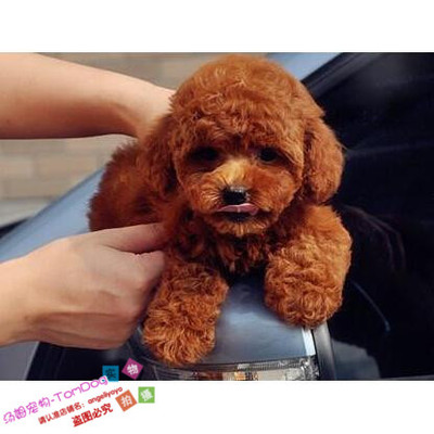 长不大玩具型迷你赛级贵宾幼犬