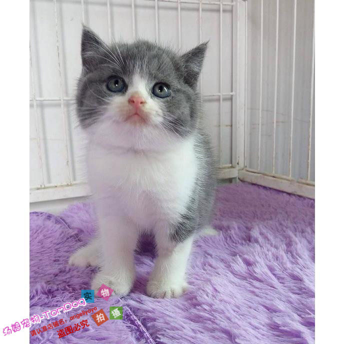 蓝白双色英短八字脸英短蓝猫家养英国短毛猫纯种宠物猫活体g