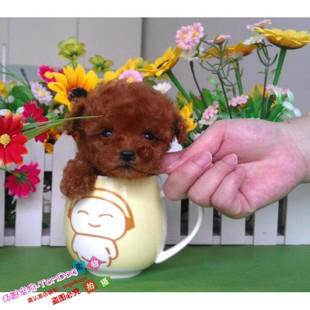 赛级红泰迪幼犬茶杯长不大的泰迪狗玩具型迷你赛级灰色贵宾89g