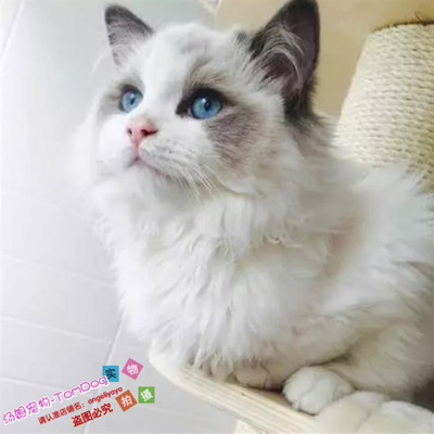英短蓝猫加菲猫布偶猫幼猫宠物猫
