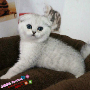 纯种英短银渐层活体苏格兰折耳猫