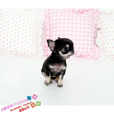 双血统小体纯种墨西哥苹果头茶杯体吉娃娃犬幼犬活体宠物狗g8g,宠物/宠物食品及用品,狗狗,淘宝优惠券,粉丝福利购,淘宝优惠卷
