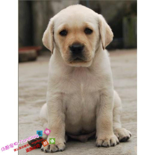 赛级纯种拉布拉多幼犬狗狗乖巧温驯乳白色品相好支持支付宝g