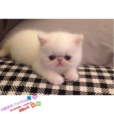 猫舍繁育加菲猫宠物猫咪异国短毛猫加菲猫活体幼猫纯白加菲弟弟e