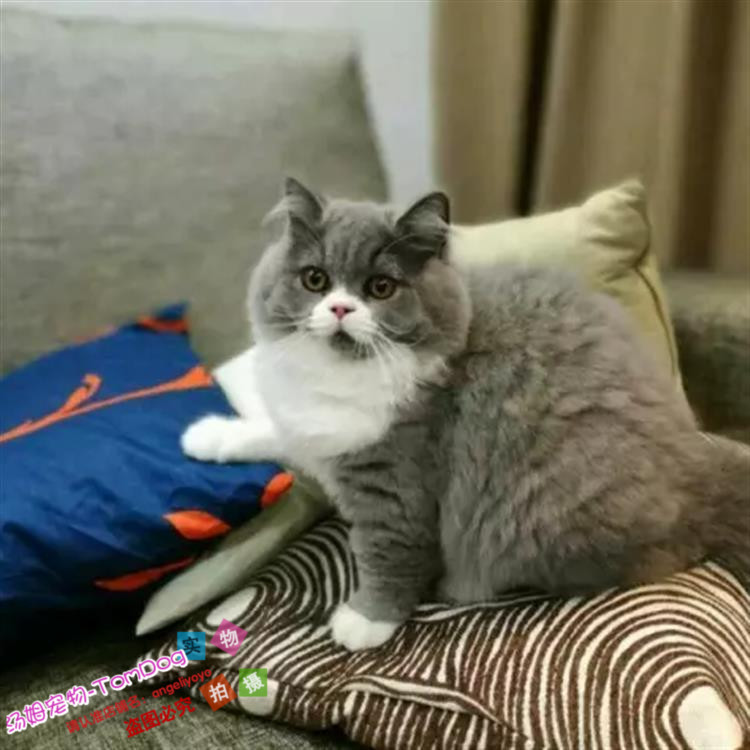 出售纯种英短蓝白折耳猫幼猫活体英短折耳蓝猫英国短毛猫幼猫y