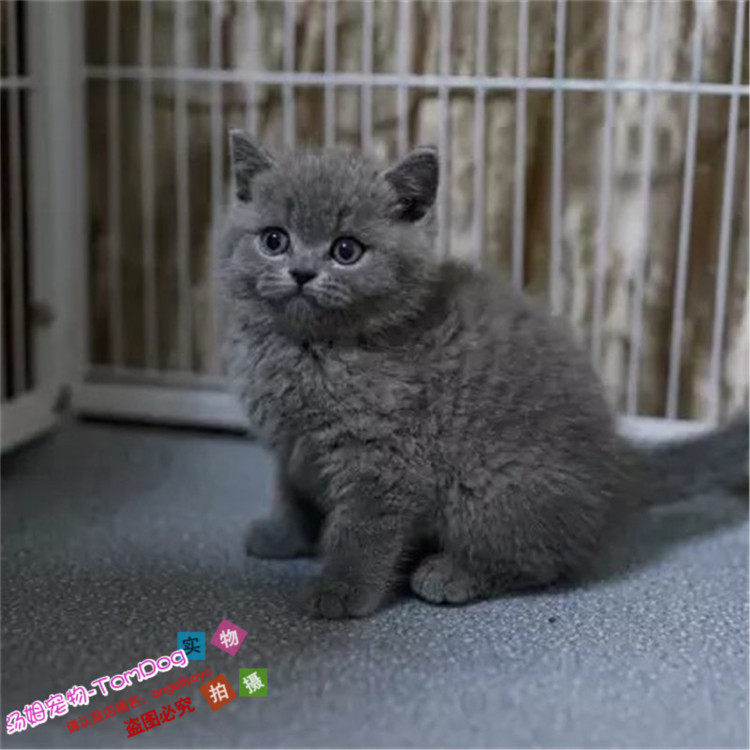 出售蓝猫幼崽英短蓝猫活体宠物猫纯种折耳蓝猫活体幼猫猫英短g