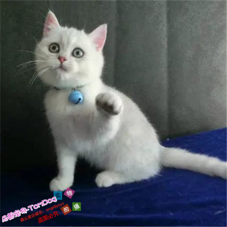 英短银渐层英国短毛猫家养活体幼猫宠物猫绿眼渐层猫母猫雌猫g,宠物/宠物食品及用品,猫咪,淘宝优惠券,粉丝福利购,淘宝优惠卷