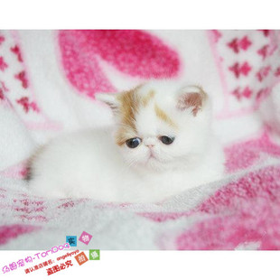 家养加菲猫宠物猫咪 家养纯种短毛幼猫活体红白妹妹g 异国短毛猫