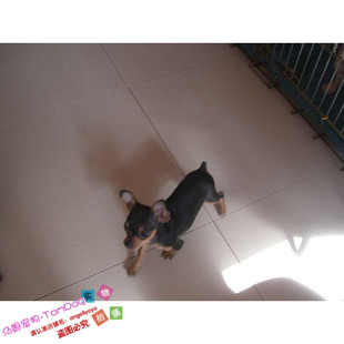 家养可爱迷你小鹿犬出售铁包金小鹿犬幼犬活体宠物狗可上门交易y