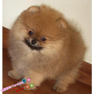 萌萌哒博美狗狗纯种博美幼犬宠物犬茶杯犬活泼通人性支持支付宝g