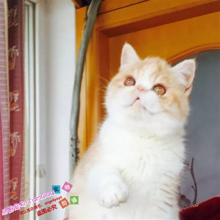 出售异国短毛猫幼猫加菲猫宠物幼猫家养活体纯种加菲猫幼崽g,宠物/宠物食品及用品,猫咪,淘宝优惠券,粉丝福利购,淘宝优惠卷