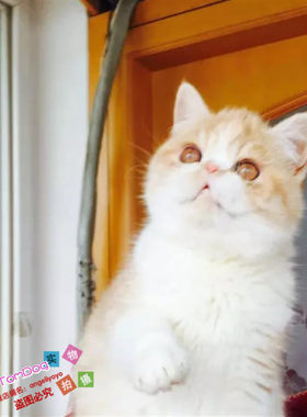 出售活体纯种幼崽异国短毛猫