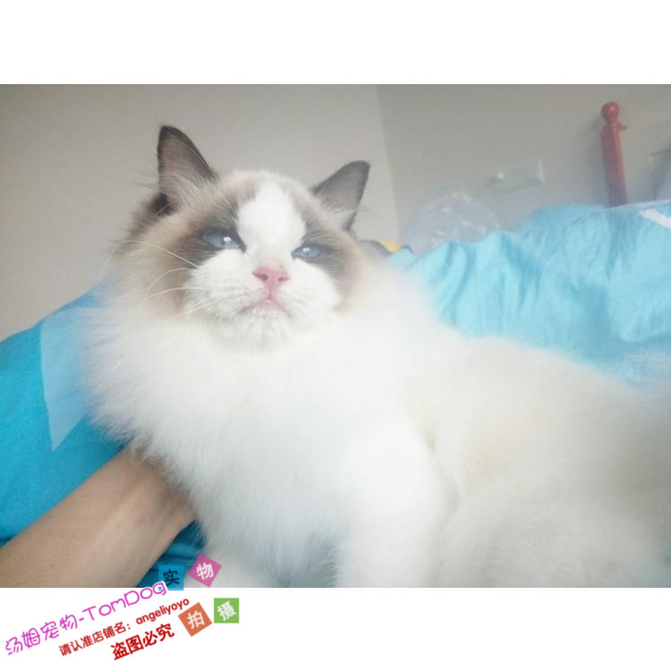 CFA赛级布偶猫活体布偶猫幼猫活体宠物活体小猫家养双色布偶猫y