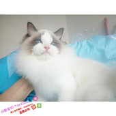 CFA赛级布偶猫活体布偶猫幼猫活体宠物活体小猫家养双色布偶猫g