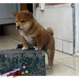 纯种日本柴犬幼犬狗狗宠物犬家庭伴侣犬忠实陪伴小孩全国发货g