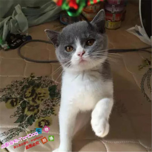 英短蓝猫咪宠物猫活体英国短毛小猫幼猫蓝白家养活猫纯种正八g