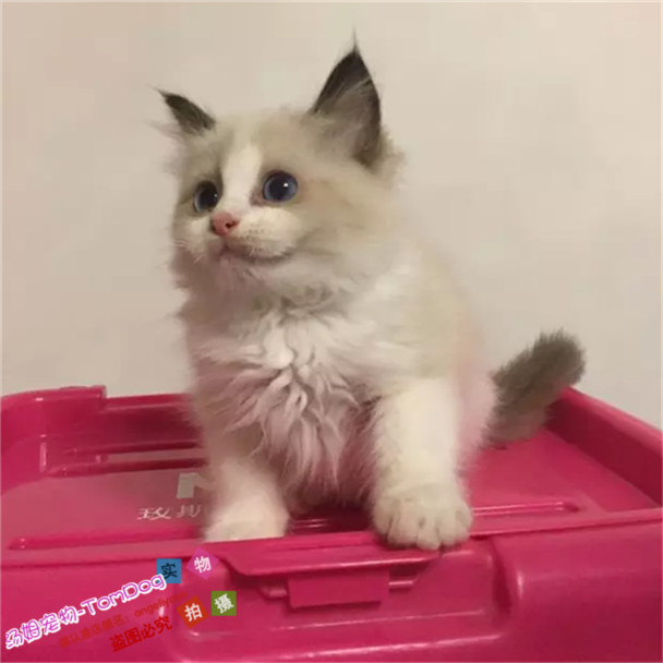 注册猫舍出售纯种美国布偶猫幼猫海双蓝眼长毛猫布偶宠物猫活体g,宠物/宠物食品及用品,猫咪,淘宝优惠券,粉丝福利购,淘宝优惠卷