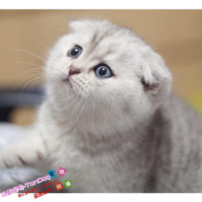 纯种银渐层活体出售苏格兰折耳猫