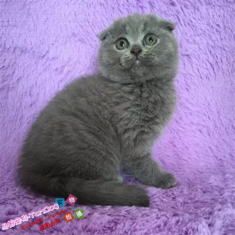 猫舍出售英国短毛猫苏格兰折耳猫宠物猫幼猫活体纯种英短蓝猫g