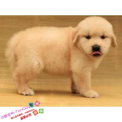 家养金毛犬纯种幼犬出售巡回猎犬导盲犬宠物狗狗赛级长毛犬活体g,宠物/宠物食品及用品,狗狗,淘宝优惠券,粉丝福利购,淘宝优惠卷