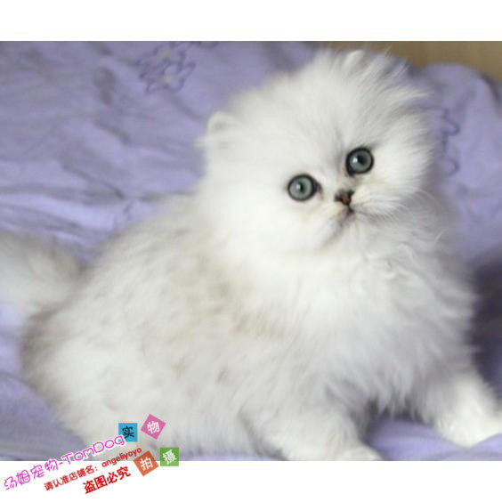 赛级金吉拉猫金吉拉幼猫纯种长毛猫活体幼猫金吉拉宠物猫活体g