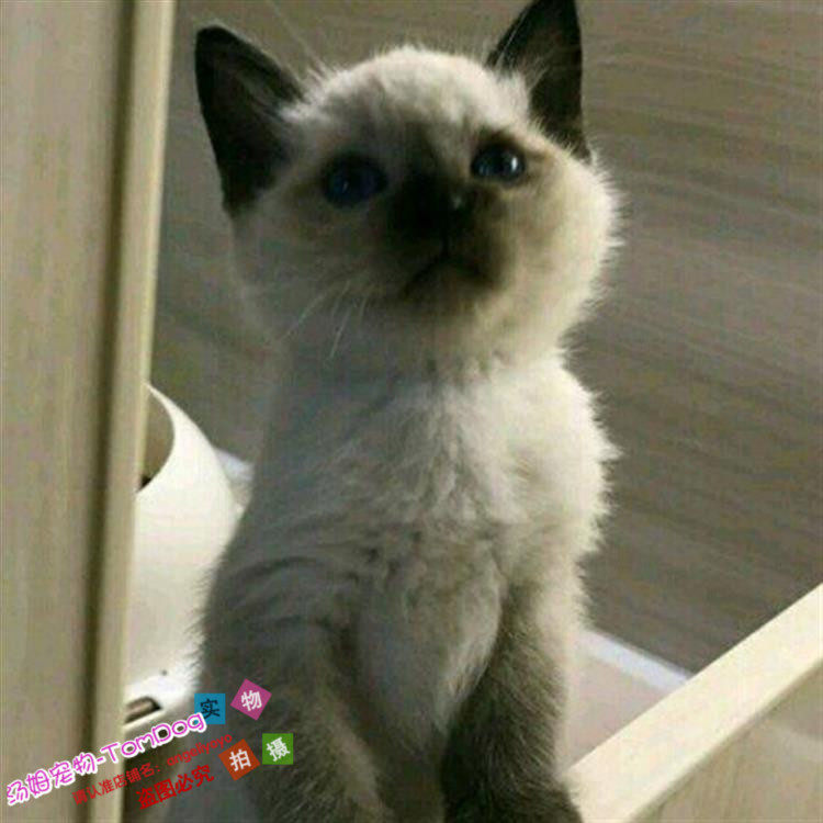 注册猫舍出售纯种美国布偶猫蓝眼睛重点色手套布偶猫幼猫宠物猫g,宠物/宠物食品及用品,猫咪,淘宝优惠券,粉丝福利购,淘宝优惠卷