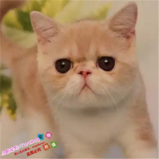 CFA注册加菲猫异国短毛猫纯种猫宠物猫幼猫水滴眼包子脸活体g