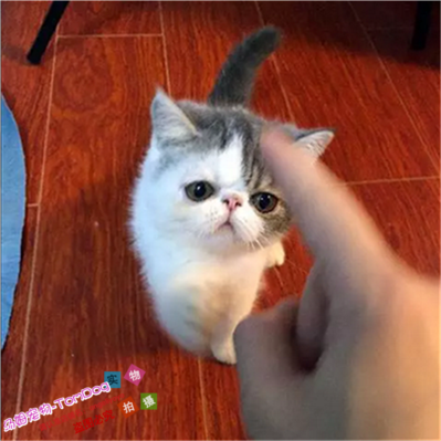 纯种活体棕虎斑异国短毛猫
