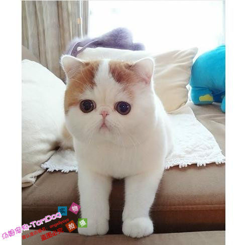 出售赛级加菲猫宠物猫纯种加菲猫幼猫异国短毛猫活体加菲小猫咪o
