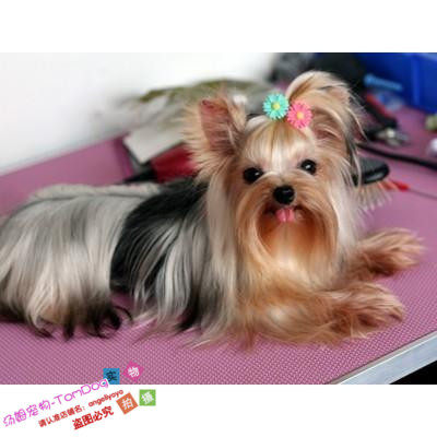 纯种金头银背活体约克夏犬