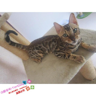 豹猫活体幼猫豹猫孟加拉纯种大玫瑰纹空心大玫瑰花纹红金色豹猫g