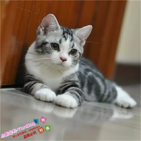 赛级繁育美短加白宠物猫美国短毛猫家养活体幼猫起司猫银虎斑g,宠物/宠物食品及用品,猫咪,淘宝优惠券,粉丝福利购,淘宝优惠卷