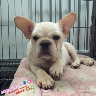 纯种活体法国斗牛犬幼犬法斗狗狗法牛饲养小型犬家庭伴侣宠物狗g