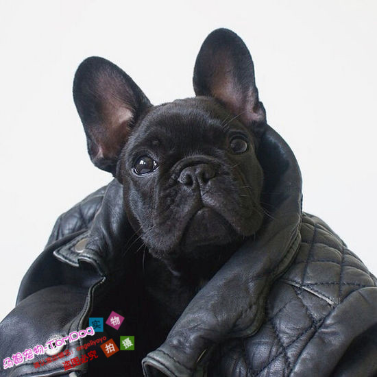 法斗双血统黑色虎斑活体斗牛犬