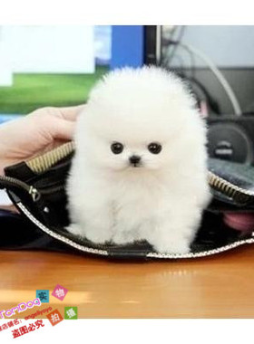 纯白色博美犬纯种茶杯博美日本俊介袖珍球体博美幼犬狗65g
