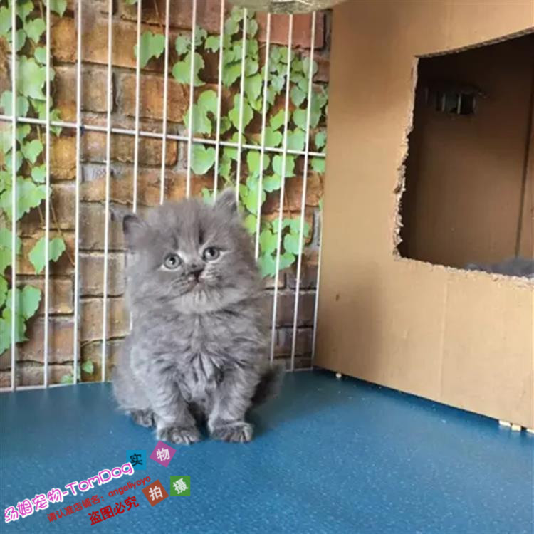 高地折耳蓝猫宠物猫英国短毛猫英短蓝猫活体幼猫纯种蓝猫猫咪g