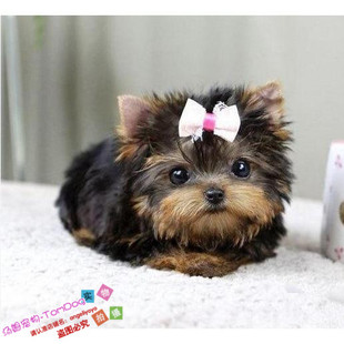 纯种迷你茶杯体约克夏梗幼犬活体韩国进口甜美约克夏狗狗大眼睛g