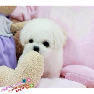 纯种活体法国卷毛比熊犬幼犬茶杯犬迷你型家养赛级幼狗比熊犬g2g