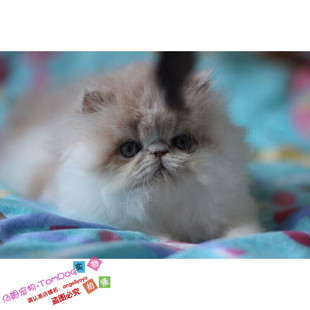 加菲猫宠物猫咪异国短毛猫波斯猫异国长毛猫家养纯种幼猫活体g