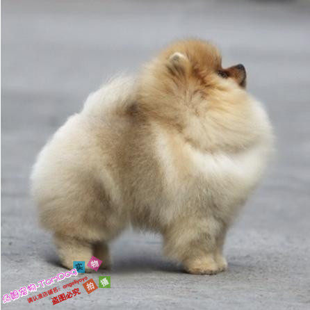 纯种哈多利博美幼犬活体宠物狗小体爆毛家养宠物狗狗大毛量赛级g