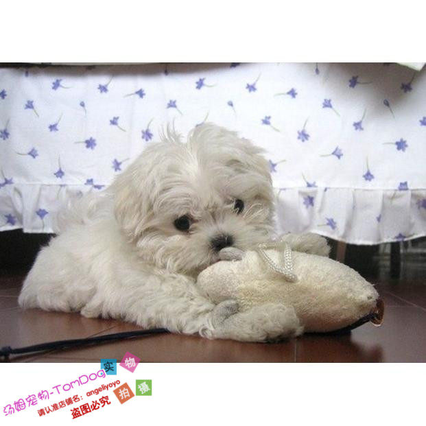 家养纯种赛级漂亮马尔济斯犬幼犬活体宠物狗气质优雅g