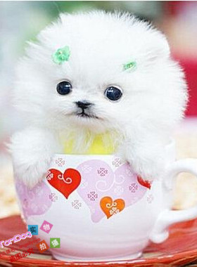 纯白色博美犬纯种茶杯博美日本俊介袖珍球体博美幼犬狗58g
