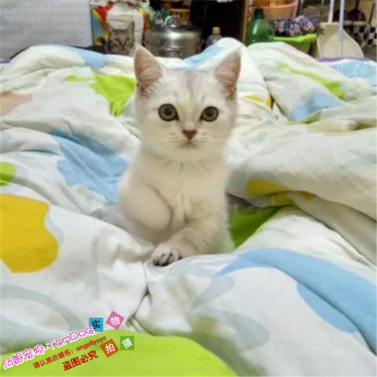 纯种英国短毛猫家养宠物猫英短银色渐层幼猫母猫活体小猫出售g