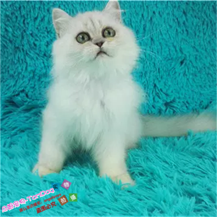金吉拉幼猫长毛猫纯种金吉拉宠物猫金吉拉幼猫绿眼睛活体猫咪e