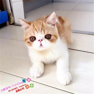 纯种加菲猫活体宠物猫异国短毛猫红白水滴眼幼猫公猫DD加菲猫g