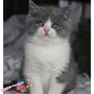 家养英短蓝猫活体宠物猫纯种英国短毛猫蓝白正八字五粉蓝白幼猫g