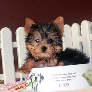 迷你小型约克夏幼犬活体纯种约克夏梗宠物狗狗家养长毛金头银背g