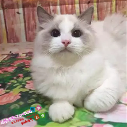 蓝双色布偶纯种布偶猫家养活体幼猫宠物猫长毛猫纯种海豹色布偶g,宠物/宠物食品及用品,猫咪,淘宝优惠券,粉丝福利购,淘宝优惠卷