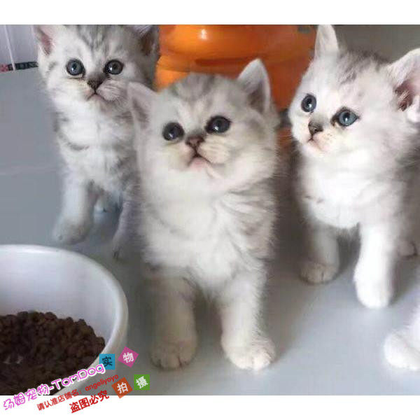 上海猫舍繁育宠物猫纯种英国短毛猫英短银渐层幼猫活体小猫出售g